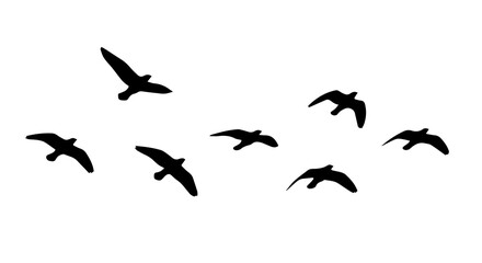 Graceful Silhouette of Flying Birds on a transparent Background