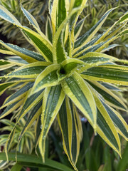 Fototapeta premium Dracaena Leaves with Raindrops
