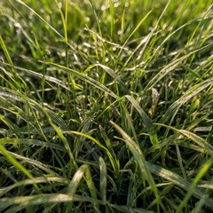 Obraz premium Grass