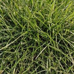 Grass