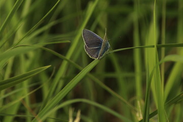 Nature background concept. One Adonis blue butterfly on a wild meadow flower ready to fly close up macro. Selective focus with green blurred background. The common blue butterfly (Polyommatus icarus)