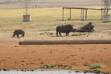 White rhino with calf grazing at waterhole Kruger National Park South Africa.