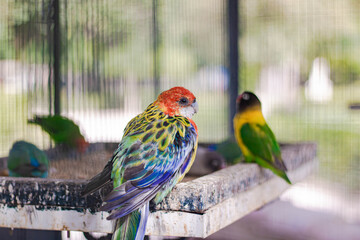 A brightly colored rainbow parrot sits on a feeder next to other parrots in a birdhouse, with the focus on the foreground.