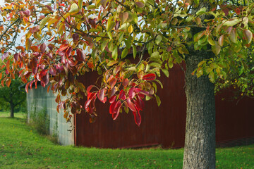 Fototapeta premium Kleine rote Feldscheune am Hof mit Birnen Bäumen im Herbstlaub