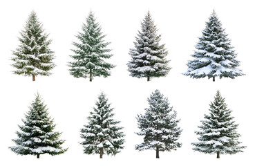 Fototapeta premium PNG Snow-covered evergreen trees collection, element set on transparent background