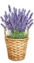 Obraz premium Basket of fresh lavender flowers on white background 