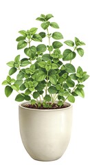 Fototapeta premium Green oregano plant in white pot with rich foliage indoors 