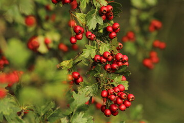 Obraz premium Bright red ripe hawthorn berries on a branch of a hawthorn tree against a green background. A detailed macro shot capturing the vibrant red hawthorn berries in their autumn splendor. ripe berries