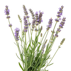 Naklejka premium Lavender (Lavandula) plant, cutout PNG transparent background