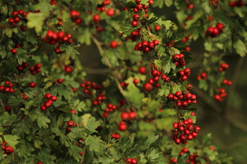Bright red ripe hawthorn berries on a branch of a hawthorn tree against a green background. A detailed macro shot capturing the vibrant red hawthorn berries in their autumn splendor. ripe berries