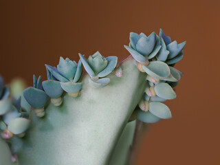 Kleine Zimmerpflanze von Brutblatt (Bryophyllum) , an den Blattränder bilden sich Brutknospen , Serie Macro