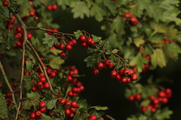 Obraz premium Bright red ripe hawthorn berries on a branch of a hawthorn tree against a green background. A detailed macro shot capturing the vibrant red hawthorn berries in their autumn splendor. ripe berries