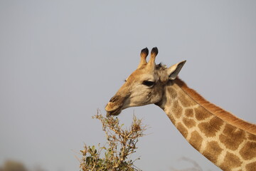 South African giraffe eating leaves Kruger National Park South Africa.