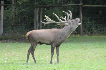 Fototapeta premium Chef brüllt