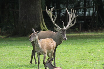 Deer pair