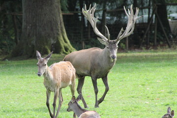 Deerpair