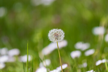 Blooming dandelion with a green meadow background