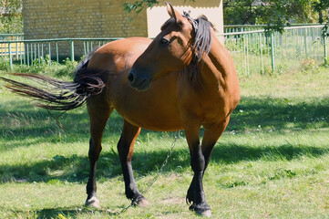 Portrait of brown horse with black mane and tail standing on the grass in the yard 