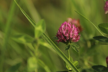close up of red clover in bloom. Trifolium pratense, the red clover, is a herbaceous species of flowering plant in the bean family Fabaceae.
