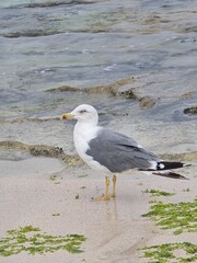 seagull on the beach
