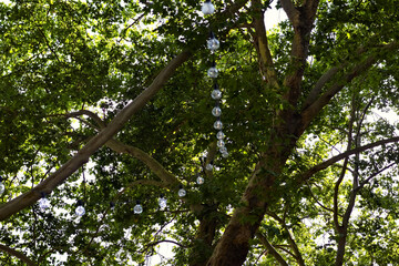 Tree canopy with green leaves and branches under natural daylight, showing a peaceful outdoor setting with simple natural beauty and fresh greenery.