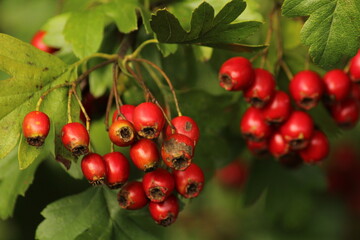Fototapeta premium Bright red ripe hawthorn berries on a branch of a hawthorn tree against a green background. A detailed macro shot capturing the vibrant red hawthorn berries in their autumn splendor. ripe berries