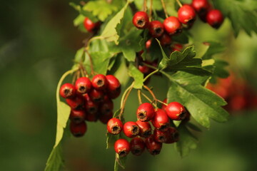 Bright red ripe hawthorn berries on a branch of a hawthorn tree against a green background. A detailed macro shot capturing the vibrant red hawthorn berries in their autumn splendor. ripe berries