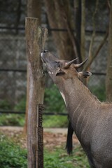Nilgai in a zoo