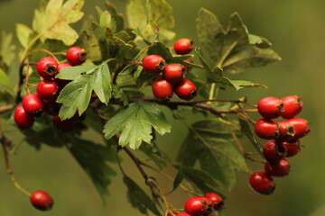 Bright red ripe hawthorn berries on a branch of a hawthorn tree against a green background. A detailed macro shot capturing the vibrant red hawthorn berries in their autumn splendor. ripe berries