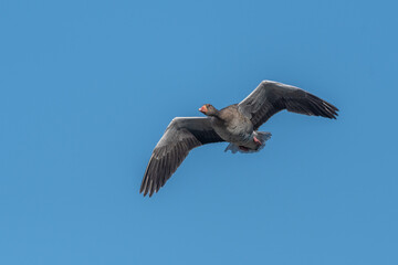 Majestic bird a Greylag Goose (Anser anser) flies in light blue sky above serene landscape