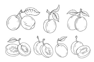A set of sketches and outlines of plums and berry pieces. Vector graphics.