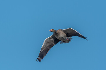 Majestic bird a Greylag Goose (Anser anser) flies in light blue sky above serene landscape