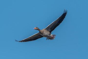 Majestic bird a Greylag Goose (Anser anser) flies in light blue sky above serene landscape