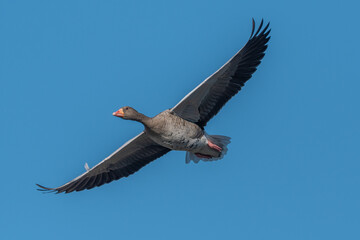 Majestic bird a Greylag Goose (Anser anser) flies in light blue sky above serene landscape