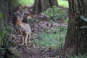 Indian Jackal in a zoo