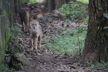 Indian Jackal in a zoo