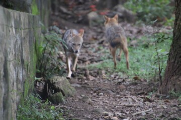 Indian Jackal in a zoo