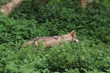 Indian Jackal in a zoo