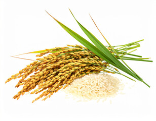 Organic paddy rice, ear of paddy, ears of Vietnam jasmine rice. PNG transparency 