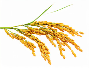 Organic paddy rice, ear of paddy, ears of Vietnam jasmine rice. PNG transparency