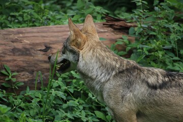 Indian Grey Wolf