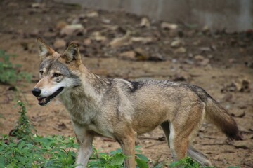Indian Grey Wolf