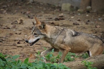 Indian Grey Wolf