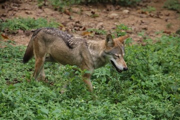 Fototapeta premium Indian Grey Wolf