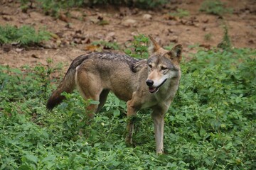 Indian Grey Wolf