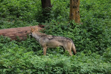 Indian Grey Wolf