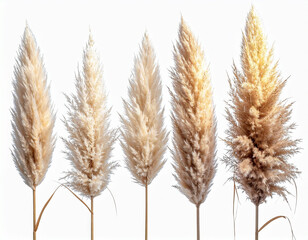 pampas grass isolated on transparent or white background PNG, illustration design for 