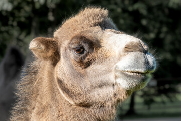 Obraz premium Dromedary camel head close up portrait in nature