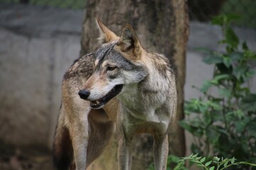 Indian Grey Wolf