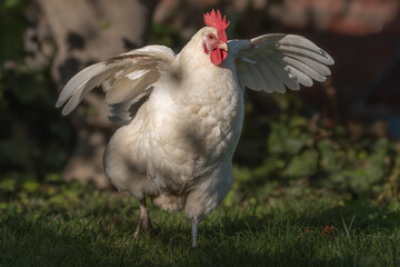 White hen that deploys its wings in sunny garden for beautiful summer day